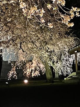 NAKED FLOWERS 2022 -桜- 世界遺産・二条城に投稿された画像（2022/4/9）