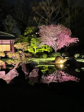 NAKED FLOWERS 2022 -桜- 世界遺産・二条城に投稿された画像（2022/4/9）