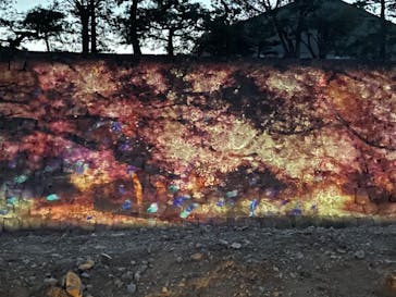 NAKED FLOWERS 2022 -桜- 世界遺産・二条城に投稿された画像（2022/4/9）