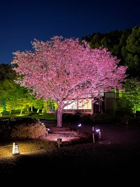 NAKED FLOWERS 2022 -桜- 世界遺産・二条城に投稿された画像（2022/4/9）