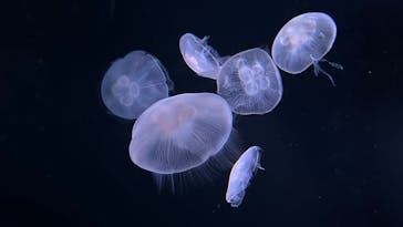 サンシャイン水族館に投稿された画像（2022/4/9）