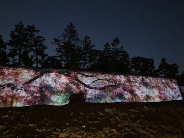 NAKED FLOWERS 2022 -桜- 世界遺産・二条城に投稿された画像（2022/4/9）