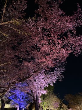 NAKED FLOWERS 2022 -桜- 世界遺産・二条城に投稿された画像（2022/4/9）
