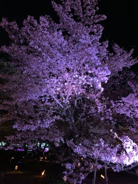 姫路城（イベント）に投稿された画像（2022/4/9）