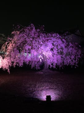 姫路城（イベント）に投稿された画像（2022/4/9）