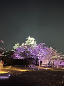 姫路城（イベント）に投稿された画像（2022/4/9）