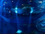 アクアワールド茨城県大洗水族館に投稿された画像（2022/4/9）