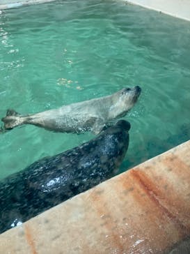 大分マリーンパレス水族館 「うみたまご」に投稿された画像（2022/4/9）