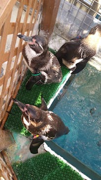 伊豆・三津シーパラダイスに投稿された画像（2022/4/9）