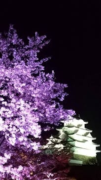 姫路城（イベント）に投稿された画像（2022/4/9）