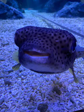 すみだ水族館に投稿された画像（2022/4/9）