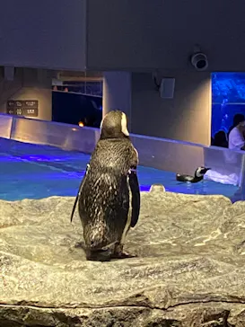 すみだ水族館に投稿された画像（2022/4/9）