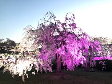 姫路城（イベント）に投稿された画像（2022/4/9）