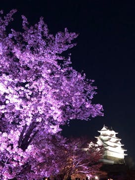 姫路城（イベント）に投稿された画像（2022/4/9）