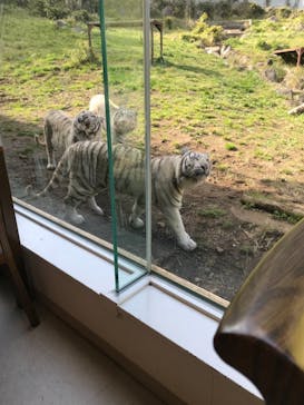 伊豆アニマルキングダムに投稿された画像（2022/4/9）