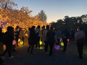 NAKED FLOWERS 2022 -桜- 世界遺産・二条城に投稿された画像（2022/4/9）