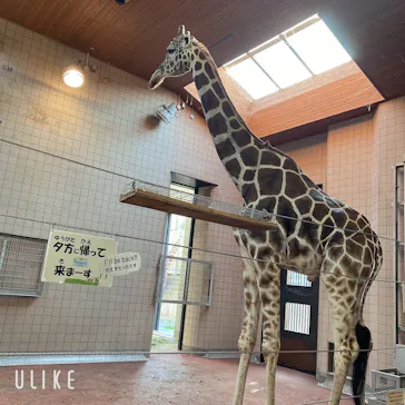 天王寺動物園に投稿された画像（2022/4/9）
