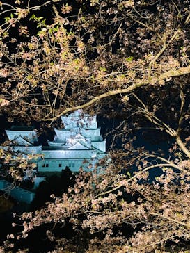 姫路城（イベント）に投稿された画像（2022/4/9）