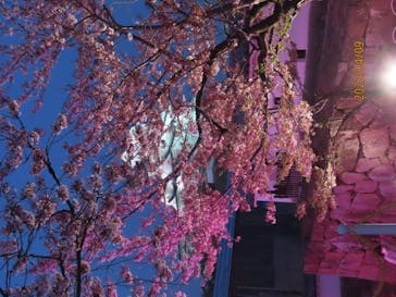 姫路城（イベント）に投稿された画像（2022/4/9）