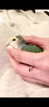 Moff animal cafe MARKIS 福岡ももち店に投稿された画像（2022/4/9）