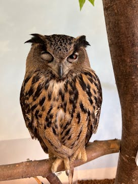 Moff animal cafe MARKIS 福岡ももち店に投稿された画像（2022/4/9）