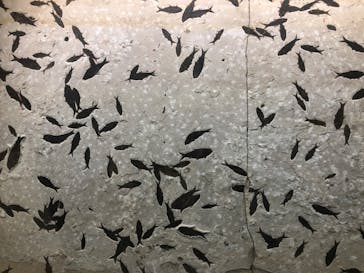 国立科学博物館に投稿された画像（2022/4/10）