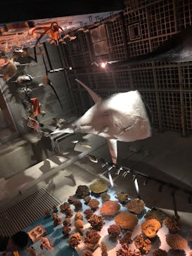 国立科学博物館に投稿された画像（2022/4/10）