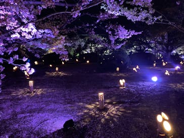 姫路城（イベント）に投稿された画像（2022/4/10）