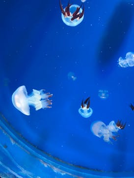 新江ノ島水族館に投稿された画像（2022/4/10）