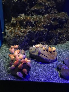 新江ノ島水族館に投稿された画像（2022/4/10）