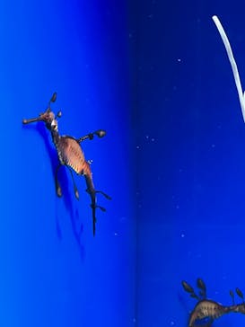 サンシャイン水族館に投稿された画像（2022/4/10）