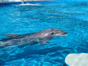 南知多ビーチランド＆南知多おもちゃ王国に投稿された画像（2022/4/10）