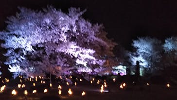 姫路城（イベント）に投稿された画像（2022/4/10）