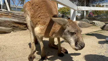 神戸どうぶつ王国に投稿された画像（2022/4/10）