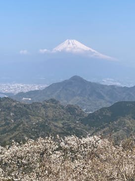 伊豆パノラマパークに投稿された画像（2022/4/10）