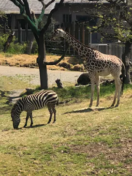 天王寺動物園に投稿された画像（2022/4/10）
