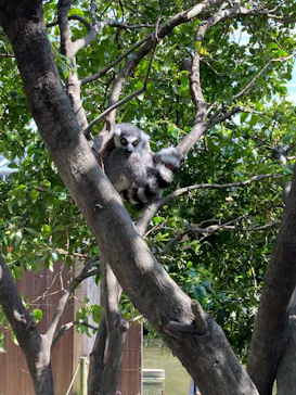神戸どうぶつ王国に投稿された画像（2022/4/10）