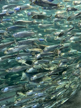 サンシャイン水族館に投稿された画像（2022/4/10）