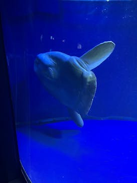 サンシャイン水族館に投稿された画像（2022/4/10）