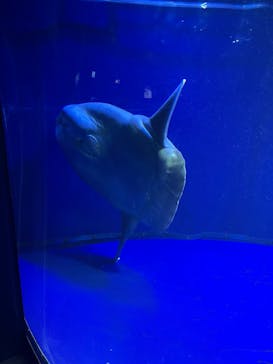 サンシャイン水族館に投稿された画像（2022/4/10）