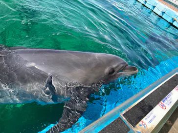 横浜・八景島シーパラダイスに投稿された画像（2022/4/10）