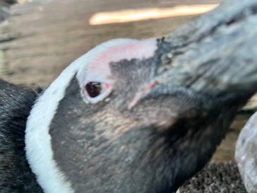 京都水族館に投稿された画像（2022/4/10）