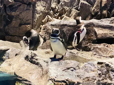すみだ水族館に投稿された画像（2022/4/10）