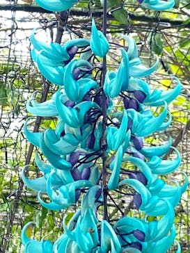 美らヤシパークオキナワ・東南植物楽園に投稿された画像（2022/4/10）