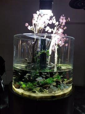 カワスイ 川崎⽔族館に投稿された画像（2022/4/10）