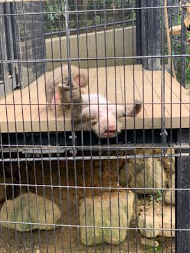 沖縄こどもの国に投稿された画像（2022/4/10）