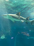 アクアワールド茨城県大洗水族館に投稿された画像（2022/4/10）