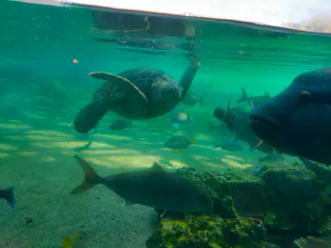 横浜・八景島シーパラダイスに投稿された画像（2022/4/10）