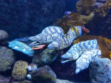 横浜・八景島シーパラダイスに投稿された画像（2022/4/10）