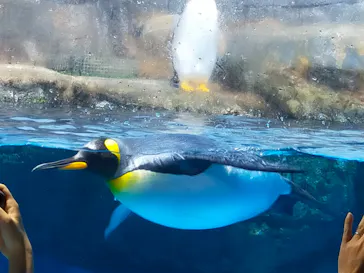 横浜・八景島シーパラダイスに投稿された画像（2022/4/10）